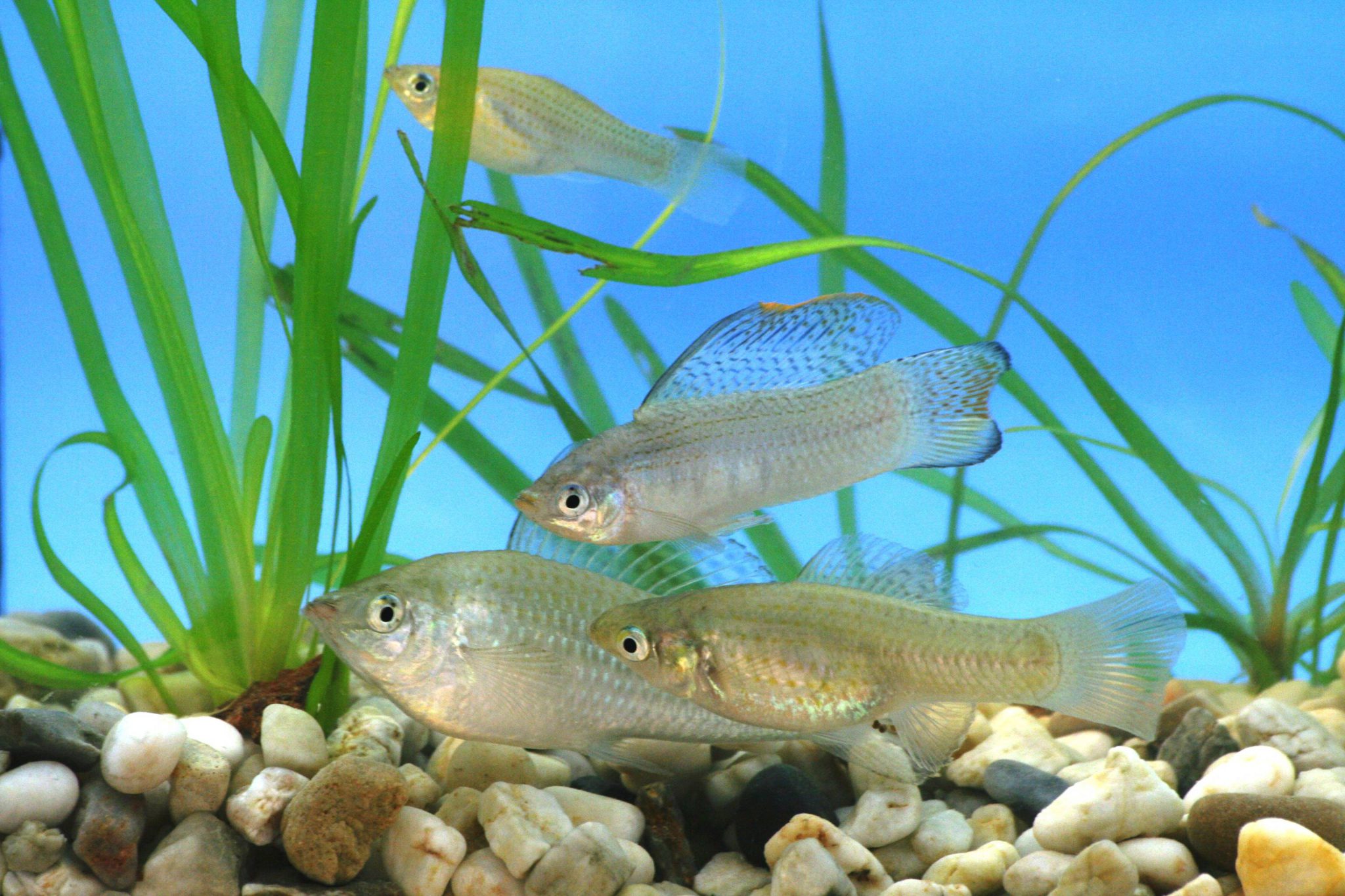 poecilia_latipinna Institut für Biologie der Universität Siegen