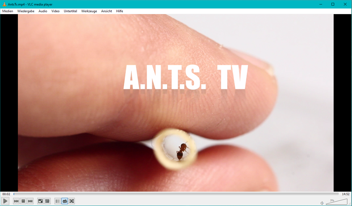 tv ants